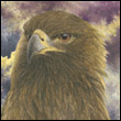 ifazuz's Avatar