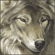 ynazamifa's Avatar