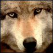 acaboc's Avatar